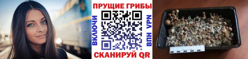 MEGA ссылка  Зуевка  Псилоцибиновые грибы Psilocybine cubensis  купить наркотик 
